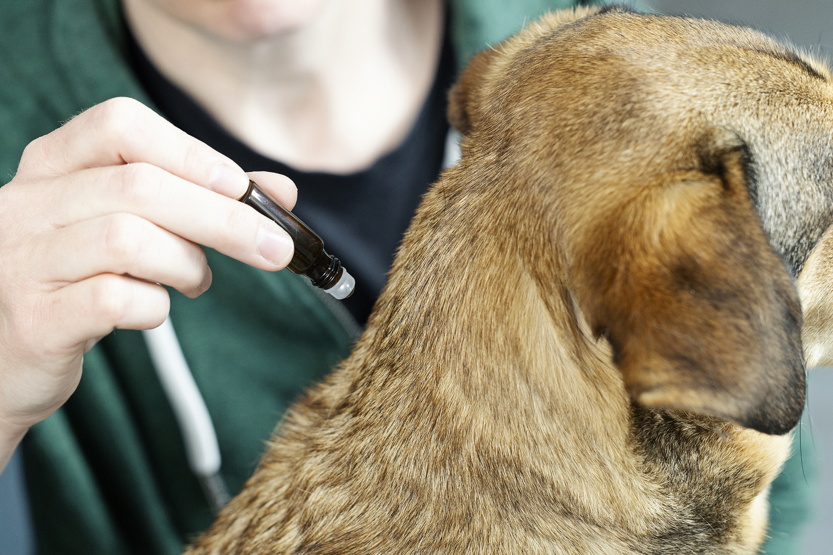 AromaCare Hund