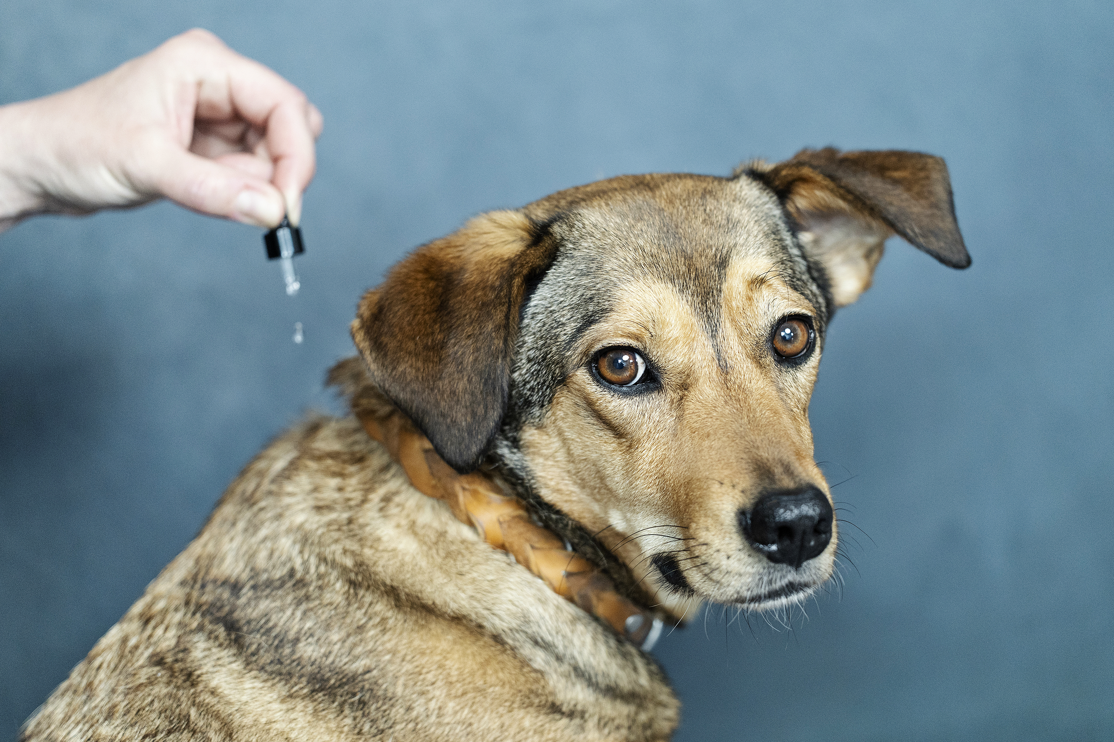 Hund Entspannung