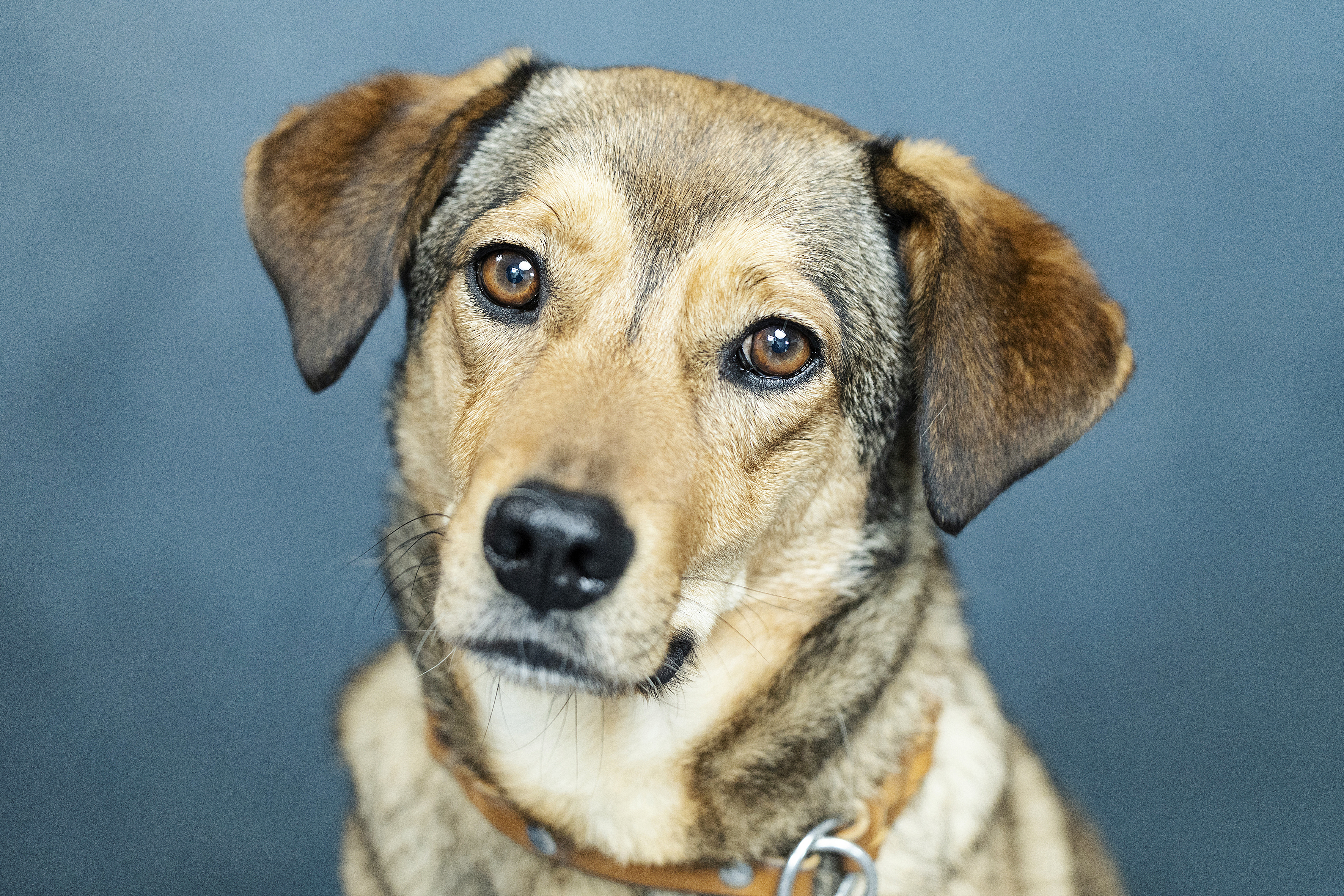 Hund Portrait