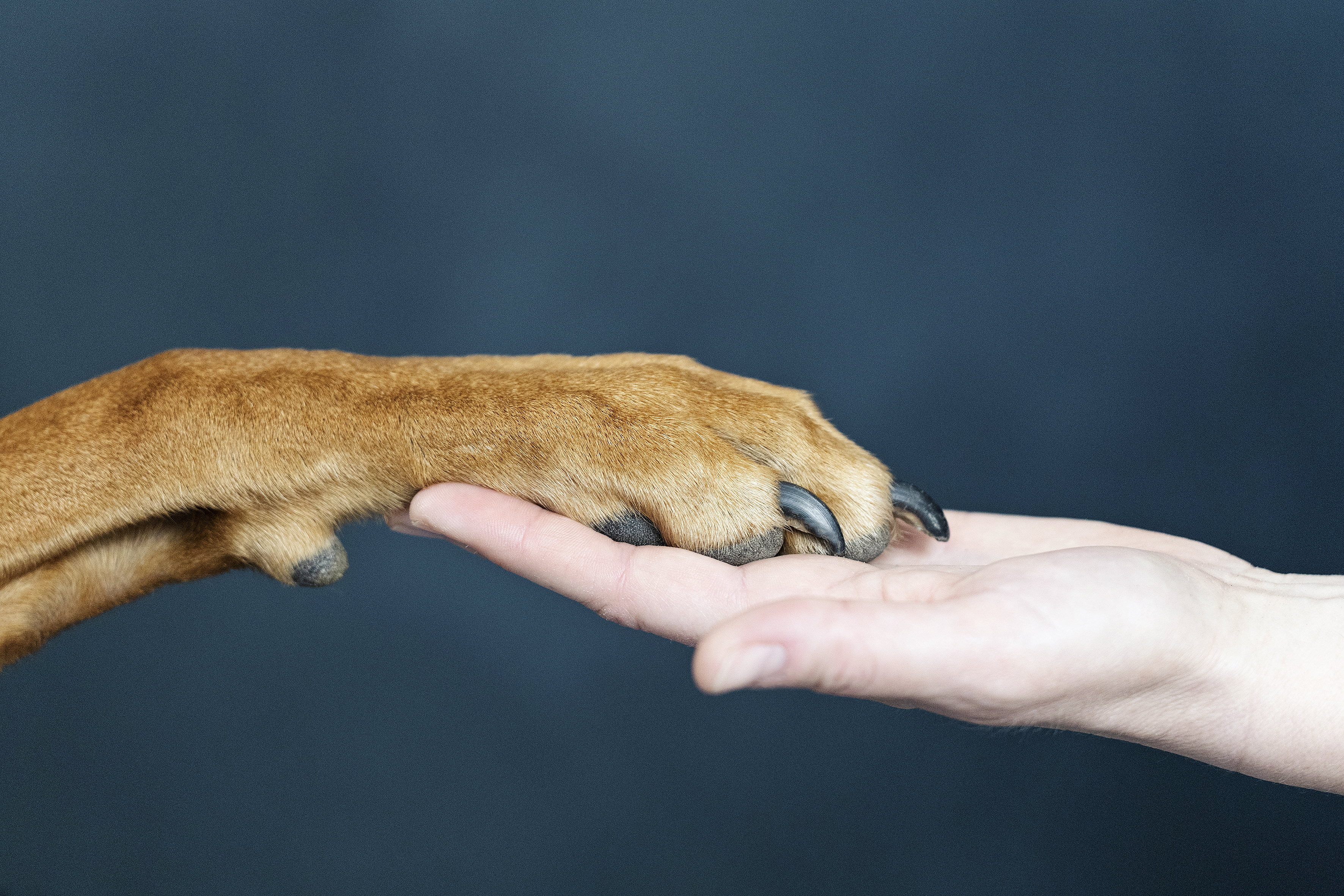 Hundebetreuung