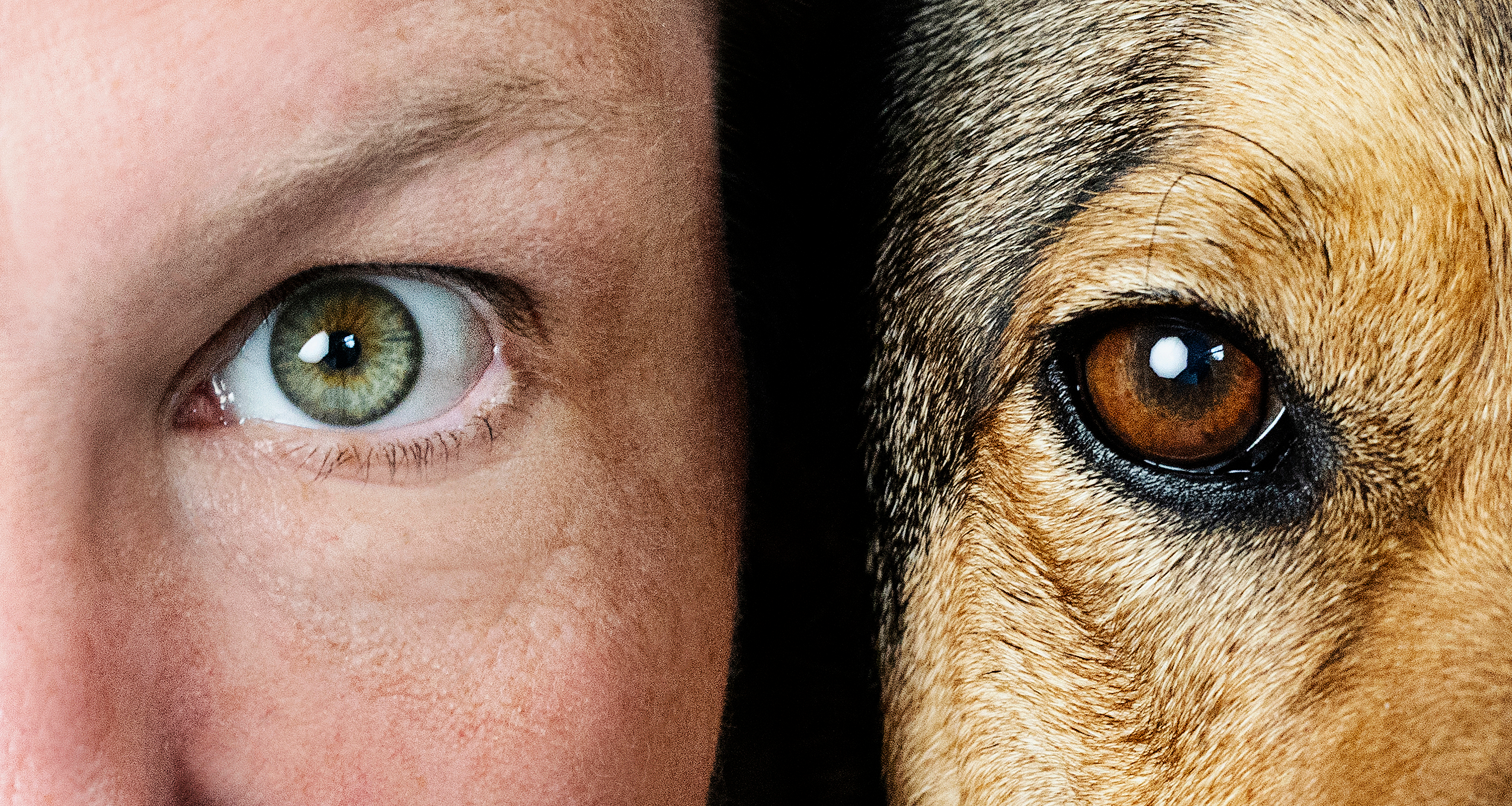 Hund Banner